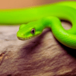 Smooth Green Snake as a Pet