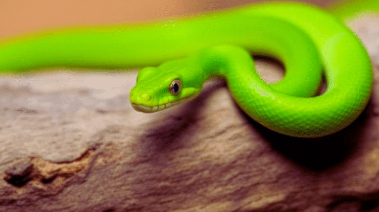Smooth Green Snake as a Pet
