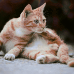 Do Male Cats Have Nipples