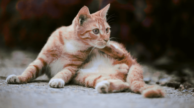 Do Male Cats Have Nipples