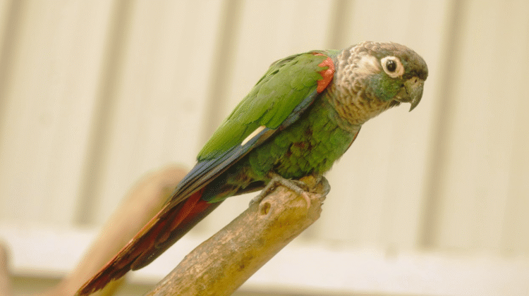 Green cheeked Parakeet