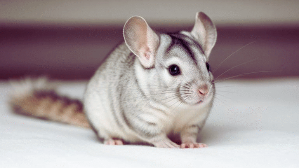 Chinchilla Life Expectancy