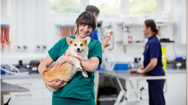 Pet CPR Certification