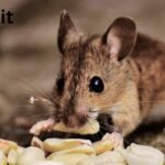 Pest Control
