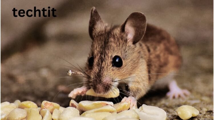 Pest Control